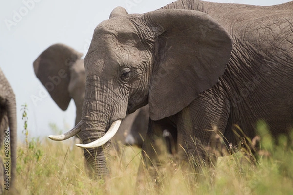 Obraz Elephant Profile