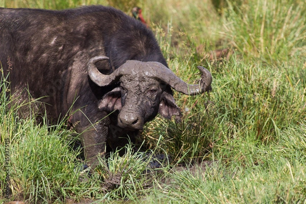 Obraz Muddy Waterbuffalo