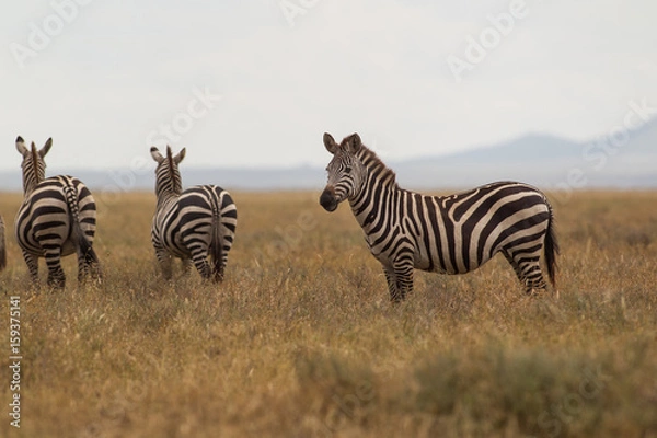Obraz Zebra Herd