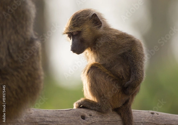 Obraz Sleepy Olive Babboon