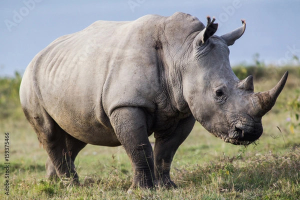 Obraz White Rhino Profile