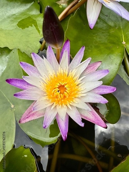 Obraz pink water lily