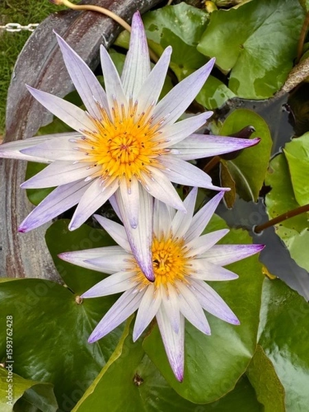 Obraz white water lily
