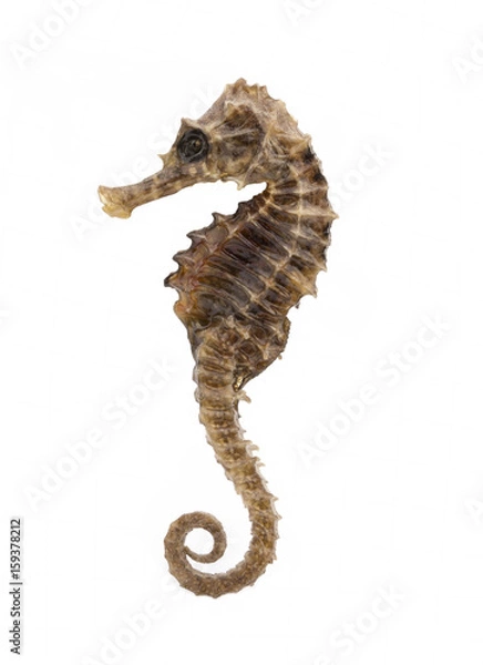 Obraz Closeup of a sea horse swimming on a white background