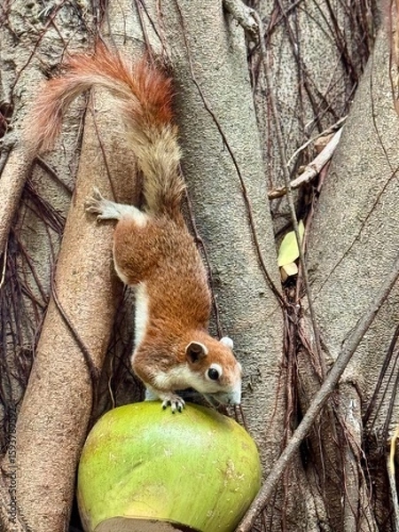 Fototapeta squirrel in tree