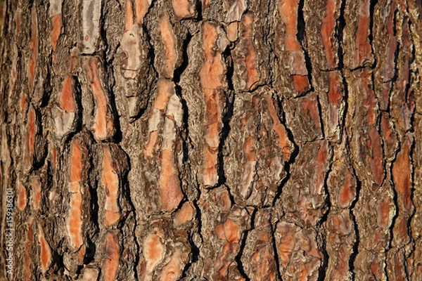 Fototapeta Bark of a Fir Tree, Uruguay