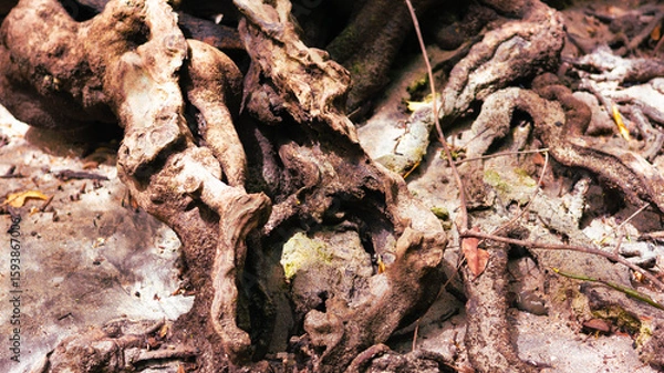 Fototapeta spider on wood