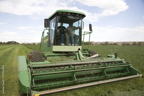 Fototapeta Windrower cutting alfalfa