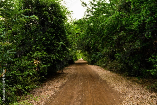 Obraz Path of tunnel tree