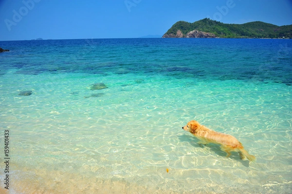 Fototapeta Golden Retriever Dog Relaxing on Beach 