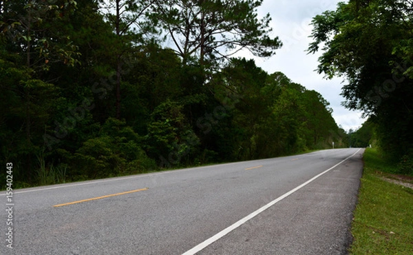 Obraz Open road among the tree