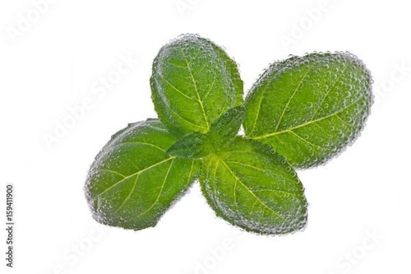 Fototapeta Basil leaves with bubbles