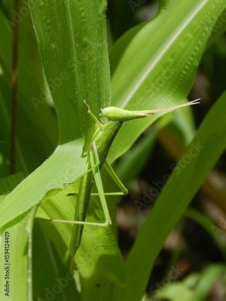 Obraz  畑のトウモロコシの葉を食べてるバッタ