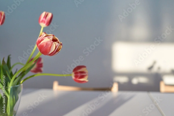 Fototapeta Sunlit pink tulips in a minimalist glass vase on a white table with soft shadows.