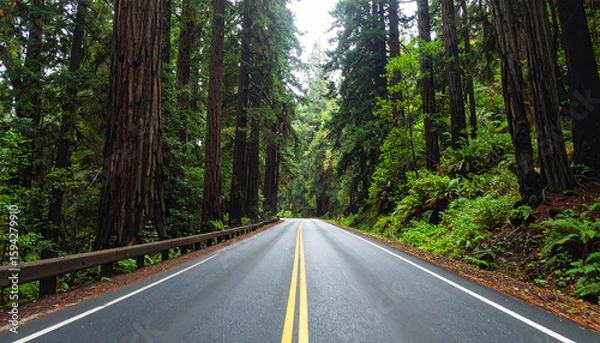 Fototapeta highway surrounded by towering redwood trees in Redwood National and State Parks, California. Peaceful empty road stretches into the lush green forest. Nature travel concept, no vehicles visible