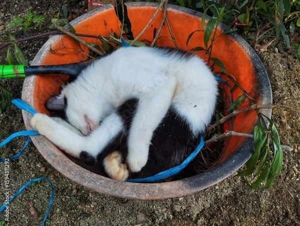 Obraz Cat sleeping in weird place