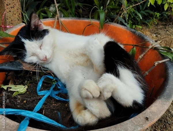 Obraz Cat sleeping in weird place