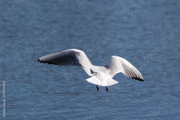 Fototapeta Seagull in flight