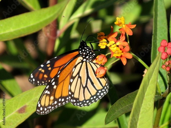 Obraz Butterfly on Flower