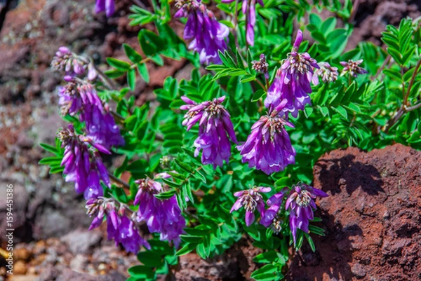 Obraz 礼文島の花々