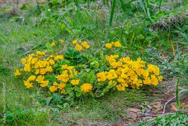 Fototapeta 礼文島の花々