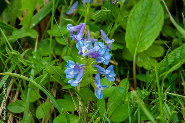 Obraz 礼文島の花々