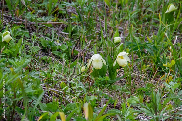 Obraz 礼文島の花々