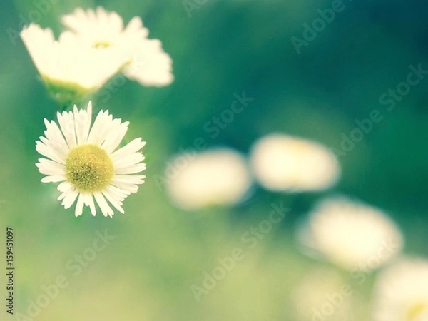 Obraz white small flowers 