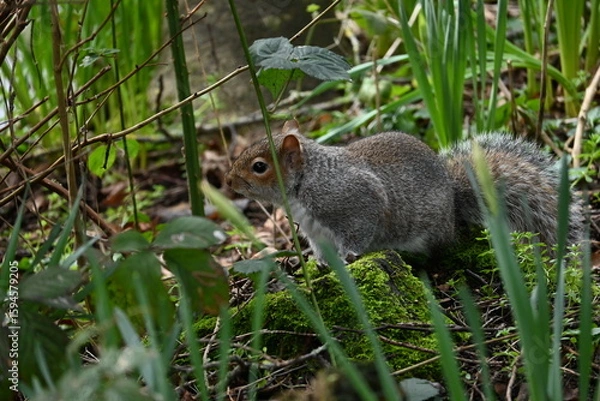 Obraz squirrel on the grass