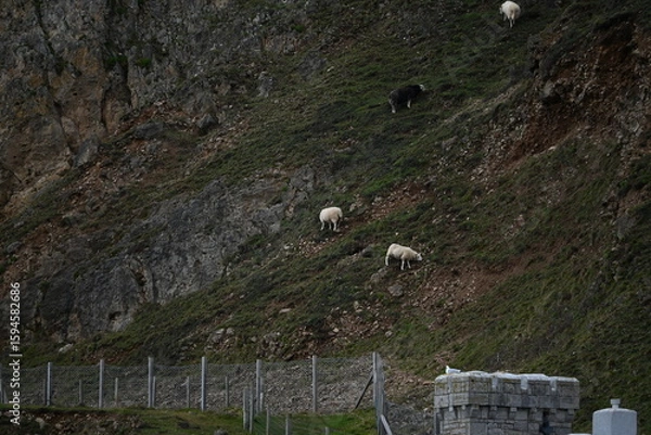Obraz sheep on a mountain