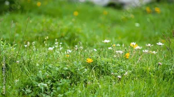 Obraz Vibrant meadow filled with colorful wildflowers and lush green grass creates serene and peaceful atmosphere