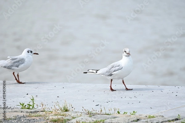 Obraz two seagulls side views walking and looking at camera