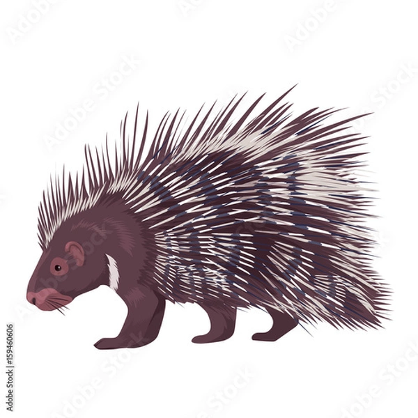 Obraz Ilustracja wektorowa Jeżozwierz na białym tle