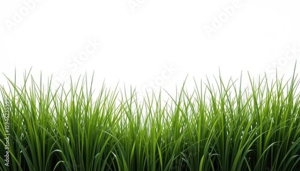 Fototapeta  White on White Vetiver Grass in Forced Perspective, Created Through Negative White Space on a Pure White Background