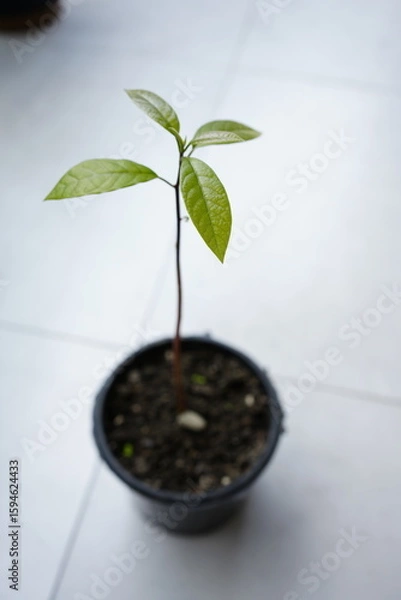 Fototapeta Step-by-step stages of avocado growth from pit to small tree, close-up