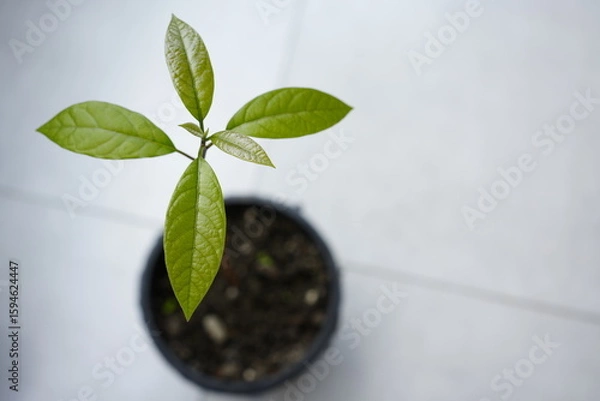 Fototapeta Close-up of avocado seedling with roots and first leaves