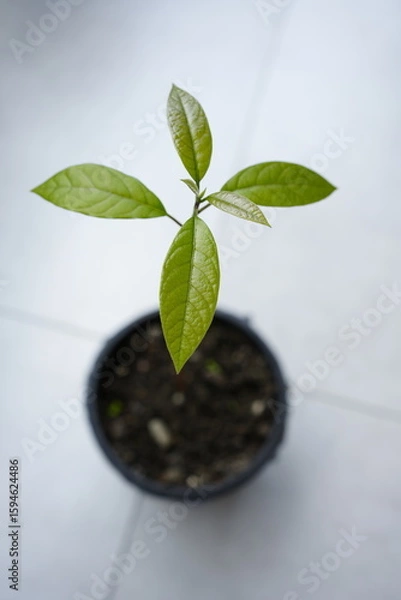 Fototapeta Young avocado sprout in pot with green leaves on window sill, close-up
