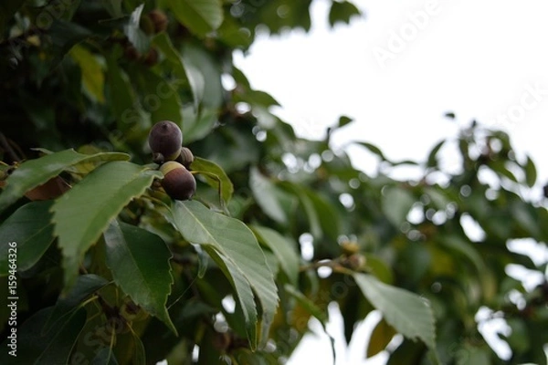 Fototapeta どんぐり