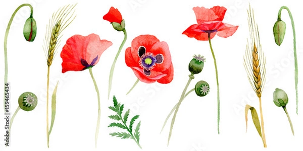 Obraz Wildflower poppy flower in a watercolor style isolated.