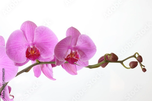 Obraz Orchid Phalaenopsis