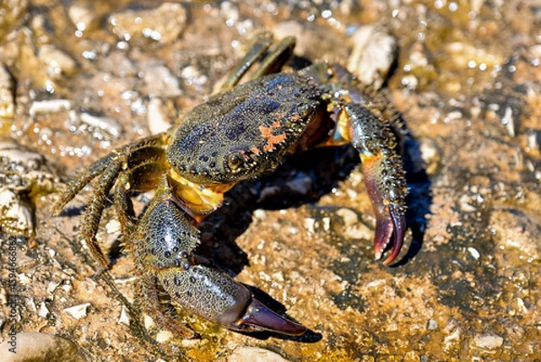 Fototapeta HRV, Kroatien, Brac, Insel in Dalmatien, Milna