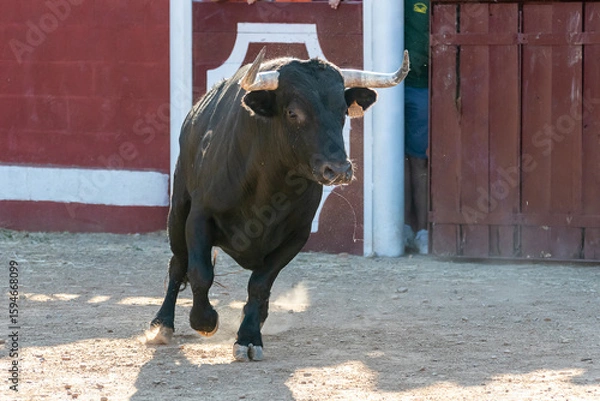Fototapeta Bull running through an arena with a red background during a traditional event in a rural area