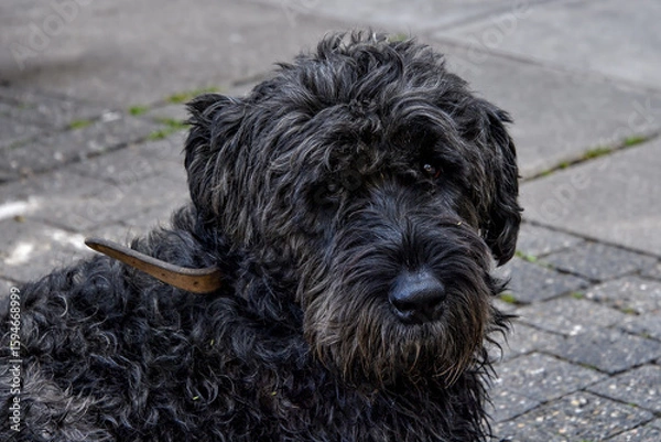 Obraz AUT, Hund, Hunde