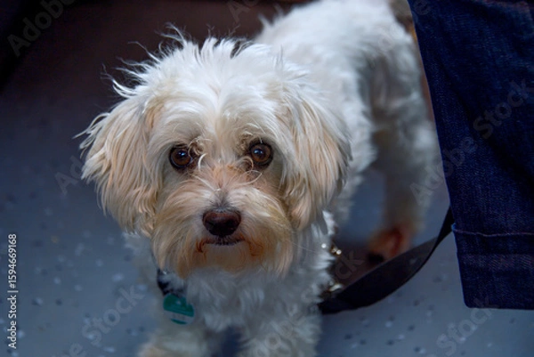 Fototapeta AUT, Hund, Hunde