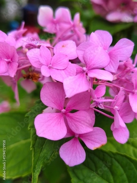 Obraz pink hydrangea flowers