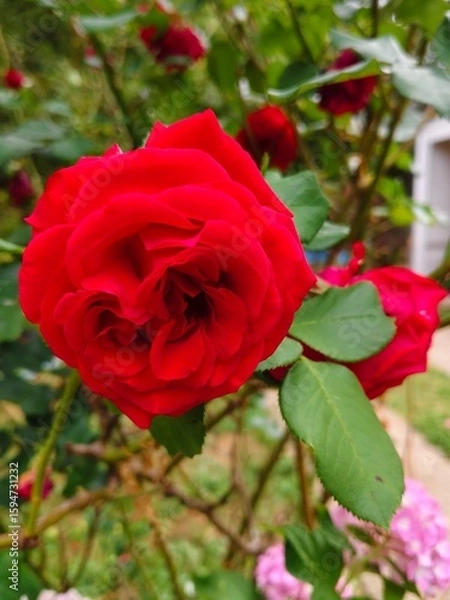 Obraz red rose in garden