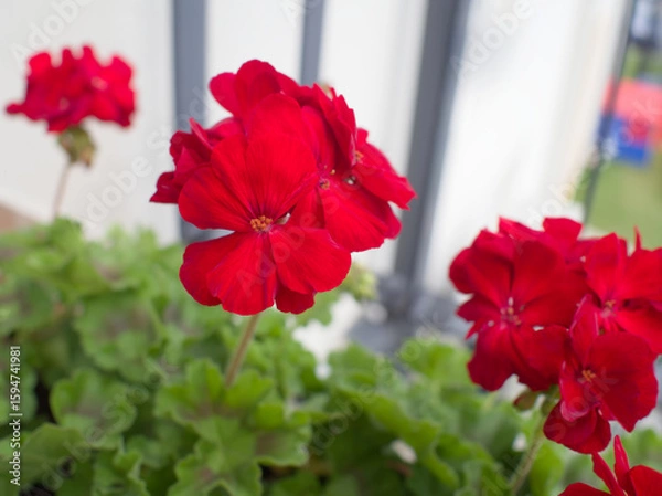 Obraz Vibrant Red Geranium Flowers