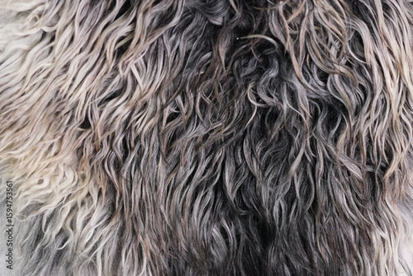 Fototapeta Sheep fur