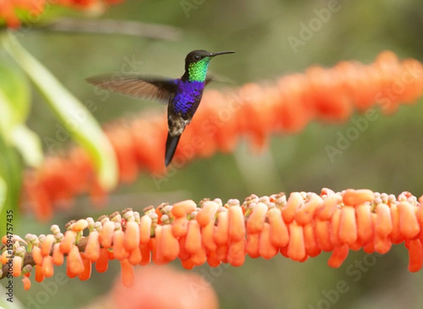 Fototapeta Colibris divers
