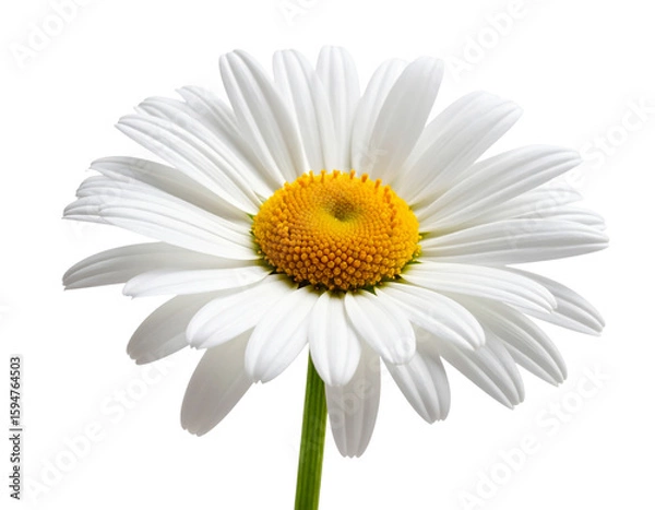 Obraz Single White Daisy with Yellow Center in Side Profile, isolated on transparent background